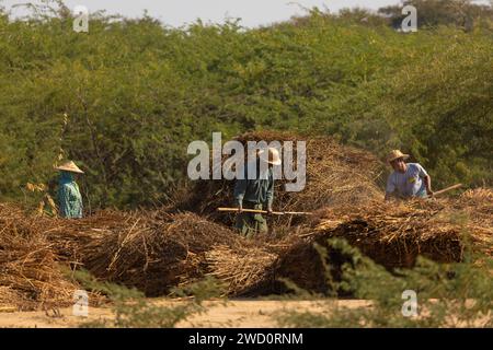 Bagan, Myanmar, 25. Dezember 2019: Bauern arbeiten hart unter der Sonne, mit hölzernen Heugabeln, um die Zweige von den Sesamsamen zu trennen Stockfoto