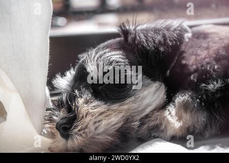 Niedliches Mini-Schnauzer-Welpe schläft in der Sonne am Fenster Stockfoto