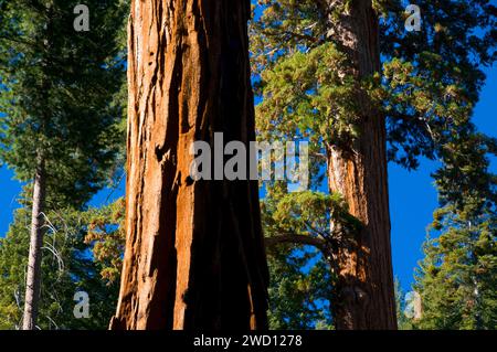 Mammutbäume (Sequoia Sempervirens) im Bärenfell Grove, Sequoia National Monument, Kalifornien Stockfoto