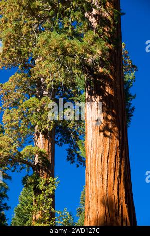 Mammutbäume (Sequoia Sempervirens) im Bärenfell Grove, Sequoia National Monument, Kalifornien Stockfoto