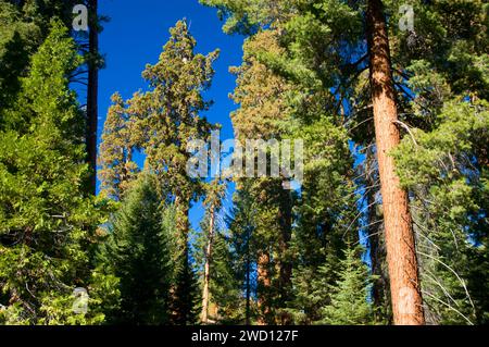 Mammutbäume (Sequoia Sempervirens) im Bärenfell Grove, Sequoia National Monument, Kalifornien Stockfoto