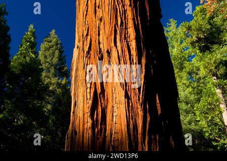 Zeder entlang der 100 Riesen lange Wiese Grove, Sequoia National Monument, Kalifornien Stockfoto