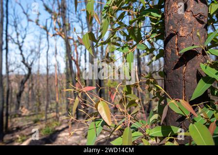 März 2020: Anzeichen für Wiederaufbau und Erholung nach Regen, von den verheerenden Buschbränden auf der Bells Line of Road in NSW siehe vergleichende Bilder vom Januar 2020 Stockfoto