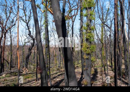 März 2020: Anzeichen für Wiederaufbau und Erholung nach Regen, von den verheerenden Buschbränden auf der Bells Line of Road in NSW siehe vergleichende Bilder vom Januar 2020 Stockfoto