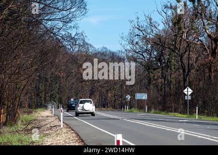 März 2020: Anzeichen für Wiederaufbau und Erholung nach Regen, von den verheerenden Buschbränden auf der Bells Line of Road in NSW siehe vergleichende Bilder vom Januar 2020 Stockfoto