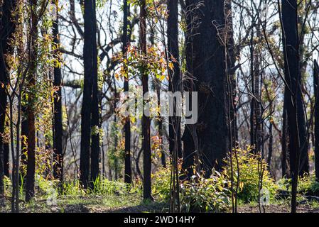 März 2020: Anzeichen für Wiederaufbau und Erholung nach Regen, von den verheerenden Buschbränden auf der Bells Line of Road in NSW siehe vergleichende Bilder vom Januar 2020 Stockfoto