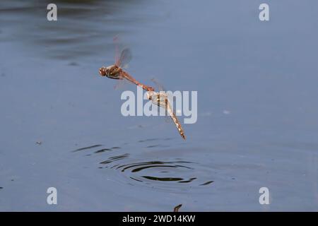 Verschiedene Meadowhawk Libellen (Sympetrum corruptum) legen Eier in einem Wasser, Galveston, Texas, USA. Stockfoto