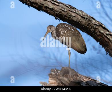 Der Limpkin (Aramus guarauna) thronte auf einem Baumzweig auf einem blauen Himmel im Cullinan Park, Houston, Texas Stockfoto