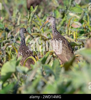 Zwei Limpkins (Aramus Guarauna) im Cullinan Park, Houston, Texas Stockfoto