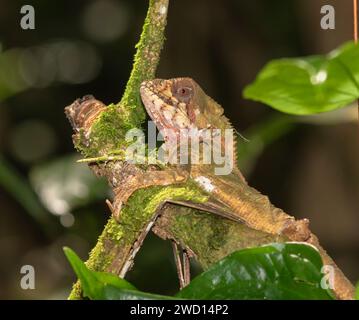 Der glatte Helm-Leguan (Corytophanes cristatus), der seine Haut abwirft, Costa Rica Stockfoto