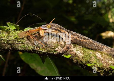 Rübenschwanz-Gecko (Thecadactylus rapicauda) isst eine Heuschrecke, Costa Rica Stockfoto