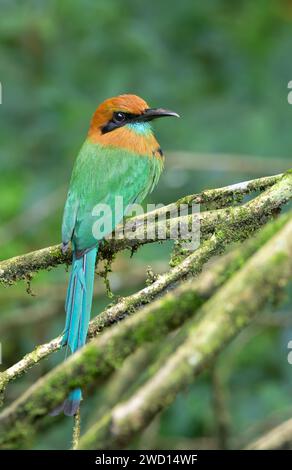 Das Breitschnabel-Motmot (Electron platyrhynchum) in einem tropischen Regenwald in Costa Rica Stockfoto