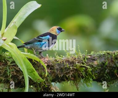 Tanager mit goldener Kapuze (Stilpnia larvata) in der Laguna Del Lagarto Lodge, Costa Rica Stockfoto