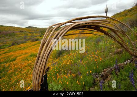 Das riesige Saguaro-Kaktus-Skelett beugt sich in den Superstition Mountains, Arizona, mit Mohnblumen. Stockfoto