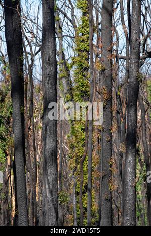 März 2020: Anzeichen für Wiederaufbau und Erholung nach Regen, von den verheerenden Buschbränden auf der Bells Line of Road in NSW siehe vergleichende Bilder vom Januar 2020 Stockfoto