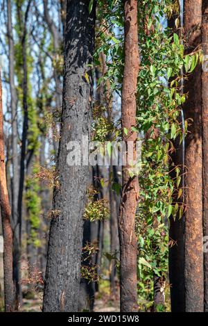 März 2020: Anzeichen für Wiederaufbau und Erholung nach Regen, von den verheerenden Buschbränden auf der Bells Line of Road in NSW siehe vergleichende Bilder vom Januar 2020 Stockfoto