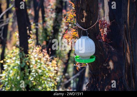 März 2020: Anzeichen für Wiederaufbau und Erholung nach Regen, von den verheerenden Buschbränden auf der Bells Line of Road in NSW siehe vergleichende Bilder vom Januar 2020 Stockfoto