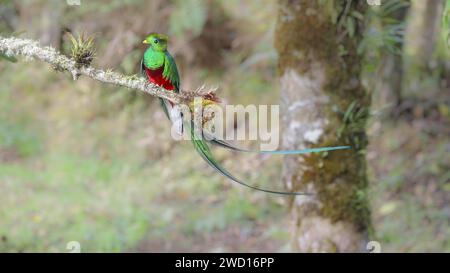 Weitwinkelaufnahme eines wunderschön sonnendurchfluteten männlichen Quetzals, der auf die Kamera blickt Stockfoto