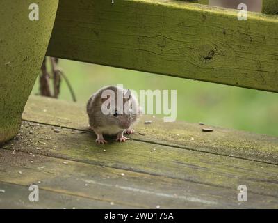 Graubraune schwarze Schiffsratte (Rattus rattus) lauert unter dem Geländer eines Holzdecks Stockfoto