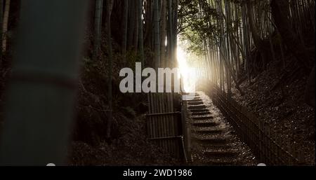 Natur, Treppen und Bambusbäume in Japan von Wanderwegen, Licht oder Stufen auf dem Outdoor-Pfad. Blick auf die natürliche Landschaft, Sonnenschein oder Treppen mit Zaun Stockfoto