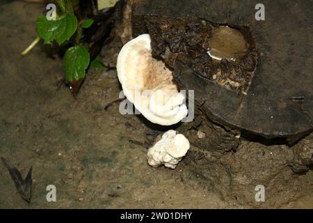 Rosafarbener Konken (Fomitopsis cajanderi), der auf totem Holz wächst : (Bild Sanjiv Shukla) Stockfoto