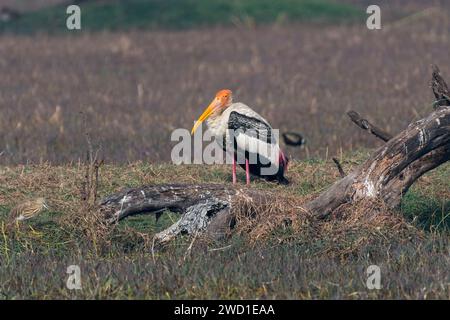 Gemalter Storch, der entspannt in seinem Lebensraum sitzt. Stockfoto