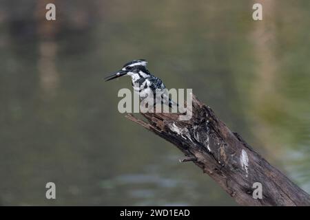 Rattenvogel eisvogel auf einem Ast Stockfoto