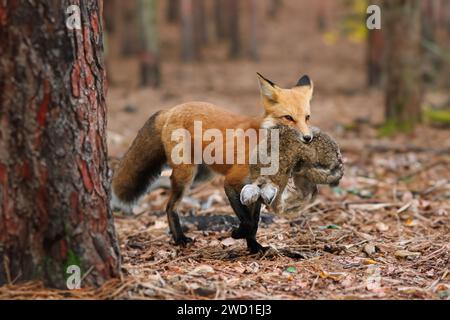 Fuchs hält ein Kaninchen im Mund im Wald Stockfoto