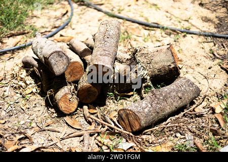 Das Holz wurde geschnitten und in den Park gestapelt, um die Bewegung vorzubereiten. Stockfoto