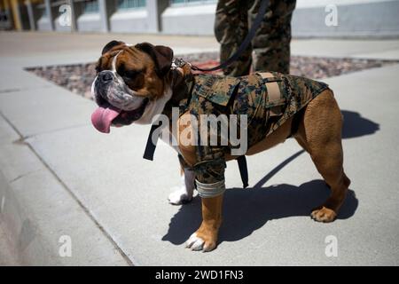 Das Marine Corps Recruit Depot San Diego (MCRDSD) Maskottchen Bulldogge, steht in Uniform. Stockfoto