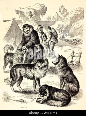 Alte gravierte Illustration eines Packs von Eskimo-Hunden. Erstellt von Kertschmer und Illner und Marchand, veröffentlicht auf Brehm, Les Mammifers, Baillière et Fil Stockfoto