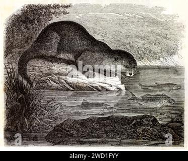 Alte gravierte Illustration des Eurasischen Otter auf der Flussseite. Erstellt von Bocourt und Marchand, veröffentlicht auf Brehm, Les Mammifers, Baillière et fils, Stockfoto