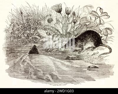 Alte gravierte Illustration der eurasischen Wasserspange. Erstellt von Zimmermann, veröffentlicht auf Brehm, Les Mammifers, Baillière et fils, Paris, 1878 Stockfoto