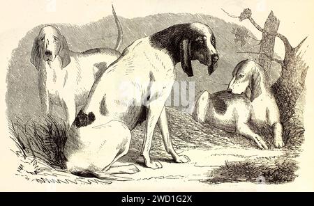 Drei Gascon Saintongeois Hunde mit herabhängender Haltung ruhen draußen auf einem rustikalen Boden. Detaillierte expressive Gravur, veröffentlicht 1878. Stockfoto
