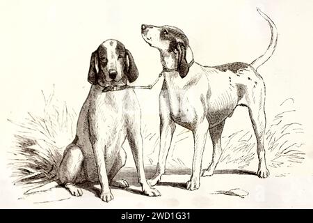 Ein Paar von Gascon Saintongeois Hunden, die mit Kragen zusammengebunden sind und auf Grasland ruhen. Expressive naturalistische Gravur, veröffentlicht 1878. Stockfoto