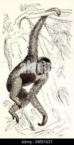 Alte gravierte Abbildung eines Gibbon, der von einem Zweig schwebt. Kreted by Kertschmer, veröffentlicht auf Brehm, Les Mammifers, Baillière et fils, Paris, 1878 Stockfoto