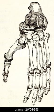 Alte Gravur der Gorilla-Fußknochen. Von unbekanntem Autor, veröffentlicht auf Brehm, Les Mammifers, Baillière et fils, Paris, 1878 Stockfoto