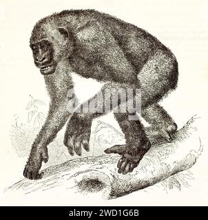 Gravierte 1878 Abbildung eines ruhigen Gorillas, der über einen gefallenen Baumstamm in einer Waldlandschaft geht. Naturalistisches Linework fängt seinen sanften Ausdruck ein. Stockfoto