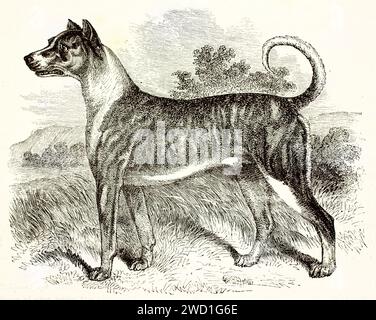 Große Däne mit abgeschnittenen Ohren und erhöhtem Schwanz, im Freien stehend mit leicht entblößten Zähnen; Gravur von Wells, aus Brehms Les Mammifères, 1878. Stockfoto