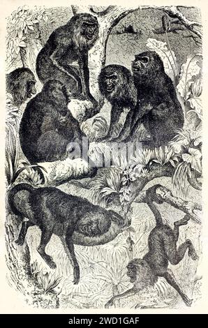 Alte gravierte Illustration eines Rudels Brüllaffen im Dschungel. Kretschmer und Illner, veröffentlicht auf Brehm, Les Mammifers, Baillière et Stockfoto