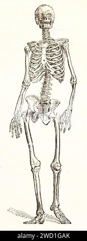 Alte gravierte Illustration des menschlichen Skeletts. Von unbekanntem Autor, veröffentlicht auf Brehm, Les Mammifers, Baillière et fils, Paris, 1878 Stockfoto