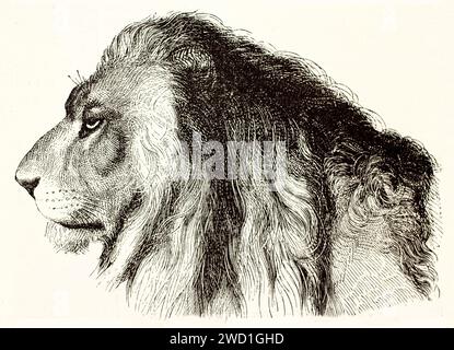 Löwenkopf Profil alte Illustration. Erstellt von Bocourt und Brunier, veröffentlicht auf Brehm, Les Mammifers, Baillière et fils, Paris, 1878 Stockfoto