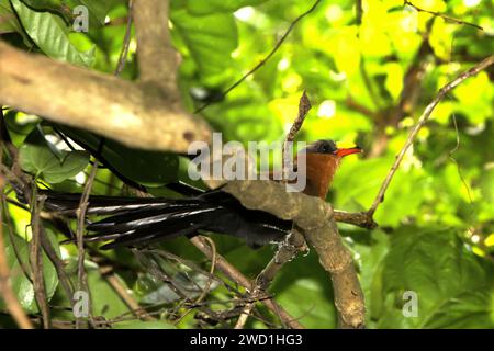 Eine in Sulawesi endemische Kuckuckshaube (Rhamphococcyx calyorhynchus) ist im Tiefland des Tangkoko Nature Reserve in Nord-Sulawesi, Indonesien, zu sehen. Steigende Temperaturen haben zu ökologischen, verhaltensbezogenen und physiologischen Veränderungen der Tierarten und der Artenvielfalt geführt, so ein artikel vom 12. Januar 2024 auf IUCN.org. „Die Auswirkungen des Klimawandels auf selbst kleinste Arten können Ökosysteme bedrohen“, schrieben die Herausgeber. Warum ist das wichtig? „Zusätzlich zu ihrem intrinsischen Wert spielen Arten eine wesentliche Rolle in Ökosystemen, die ihrerseits wichtige Dienste für... Stockfoto