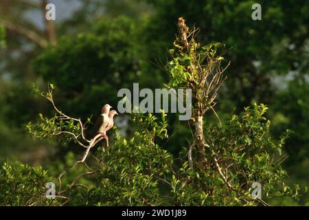 Grüne Kaisertauben (Ducula aenea) sitzen auf einem Baum in einem Regenwaldgebiet nahe Mount Tangkoko und Dua Saudara (Duasudara) in Bitung, Nord-Sulawesi, Indonesien. Steigende Temperaturen haben zu ökologischen, verhaltensbezogenen und physiologischen Veränderungen der Tierarten und der Artenvielfalt geführt, so ein artikel vom 12. Januar 2024 auf IUCN.org. „Die Auswirkungen des Klimawandels auf selbst kleinste Arten können Ökosysteme bedrohen“, schrieben die Herausgeber. Warum ist das wichtig? „Zusätzlich zu ihrem intrinsischen Wert spielen Arten eine wesentliche Rolle in Ökosystemen, die wiederum lebenswichtige Dienste für den Menschen erbringen“, ... Stockfoto