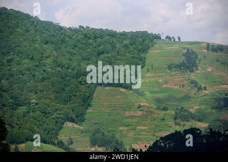 Entwaldung entlang der Grenzen des Regenwaldes. Bwindi Inpenetrable Forest NP, Uganda Stockfoto