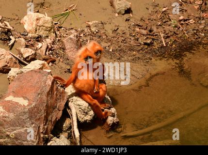 Zwei junge Red Leaf Affe (Presbytis rubicunda), die in einem Fluss sitzen. Bank. Sabah, Borneo Stockfoto