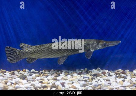 Nahaufnahme von Alligator gar im Aquarium. Seitenansicht von Alligator gar. Stockfoto