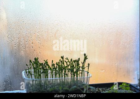 Mikrogrün wächst zu Hause auf der Fensterbank. Nasse Fensterscheibe Stockfoto