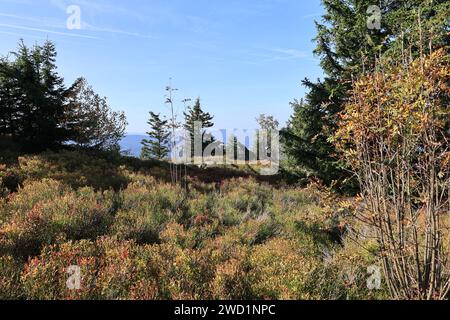 Herbst am Großen Osser im Bayerischen Wald Stockfoto