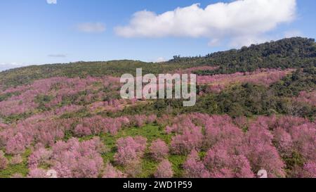 Aus der Vogelperspektive rosafarbene Kirschblüten auf den Bergen. Landschaft schöne rosa Sakura Blume in phu lom lo Loei, Thailand. Wild Himalaya Cherry., P Stockfoto